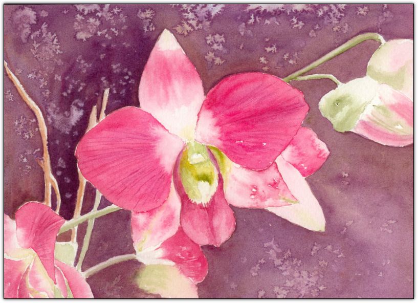 aq_nm_2004 orchidee